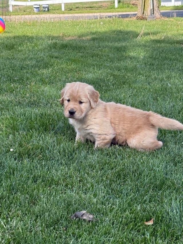 Golden Retriever Puppies media 8