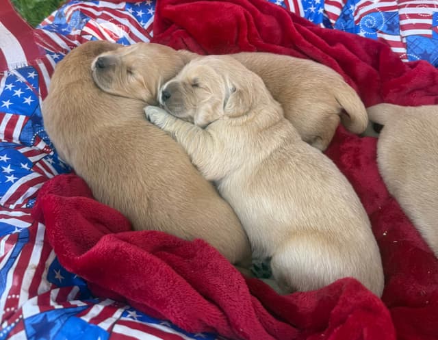 Golden Retriever Puppies since 1994 media 2