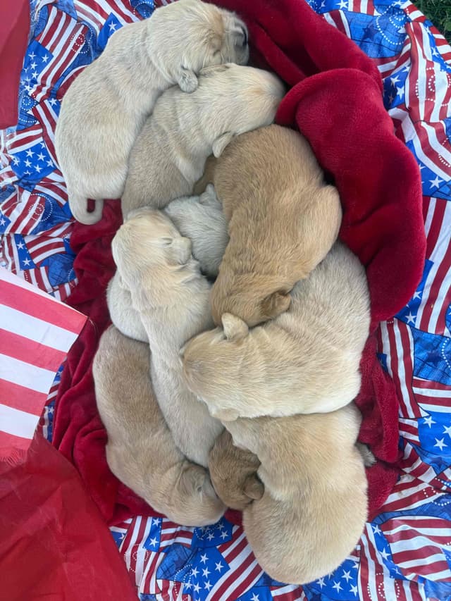 Golden Retriever Puppies since 1994 media 3