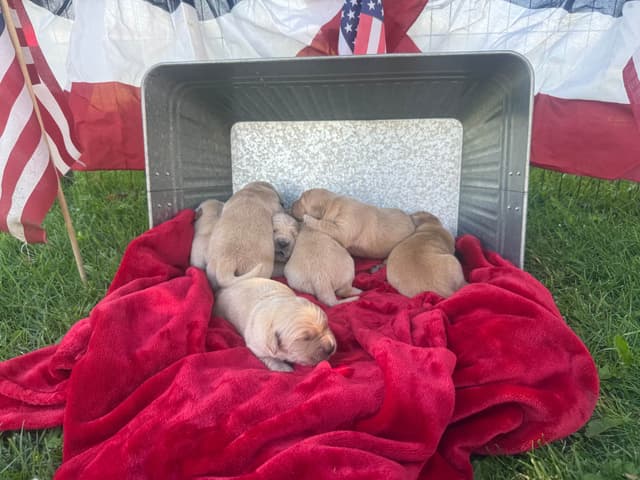 Golden Retriever Puppies media 3