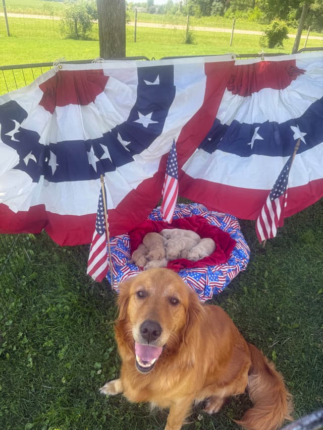 Golden Retriever Puppies media 9