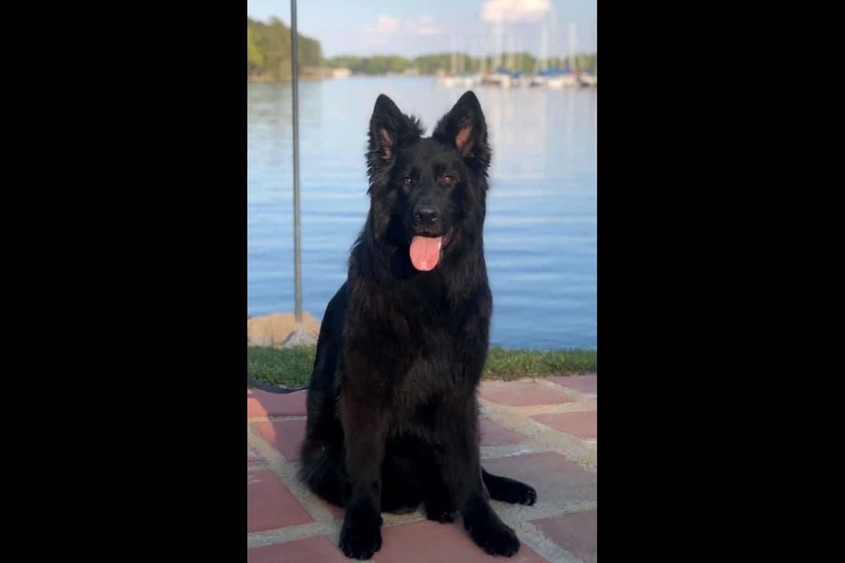 German Shepherd Dog Puppies breeder image 1