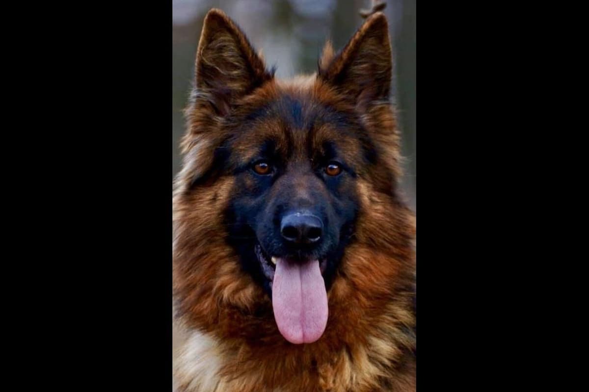 German Shepherd Dog Puppies breeder image 2