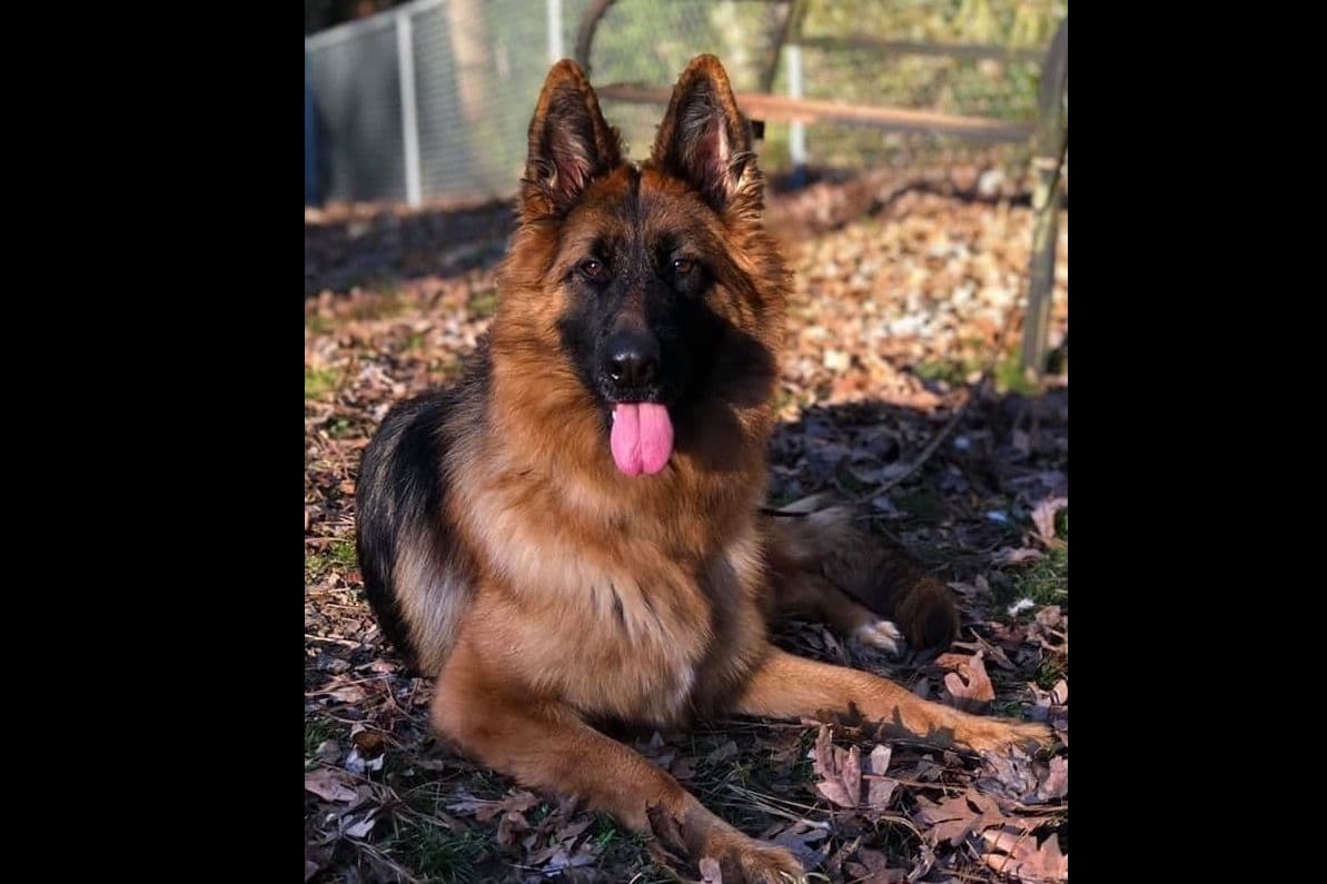 German Shepherd Dog Puppies breeder image 3