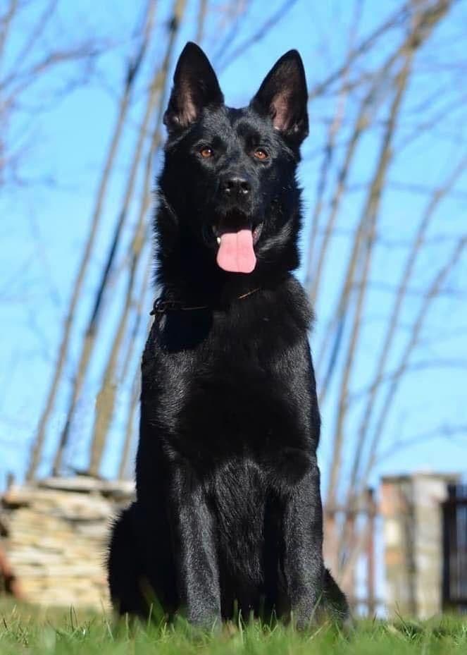 German Shepherd Dog Puppies breeder image 5