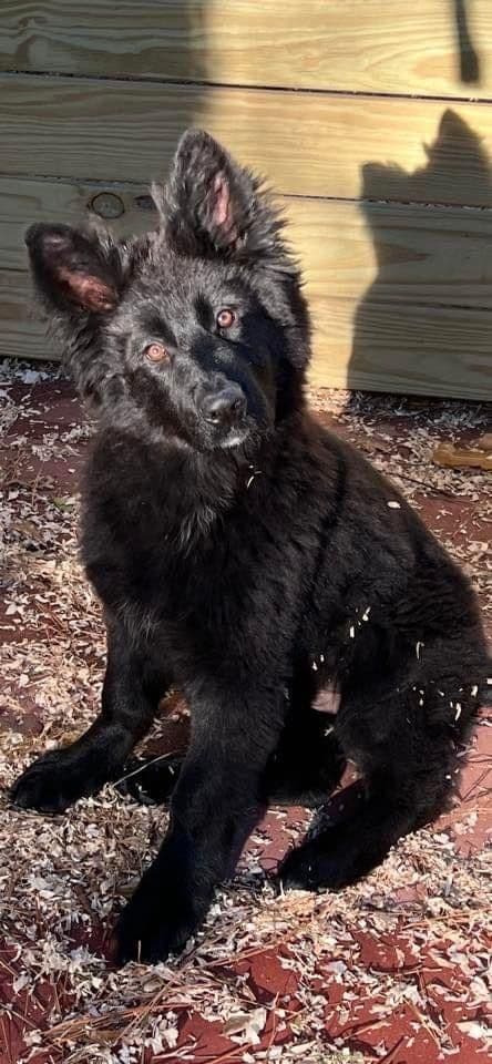 German Shepherd Dog Puppies breeder image 6