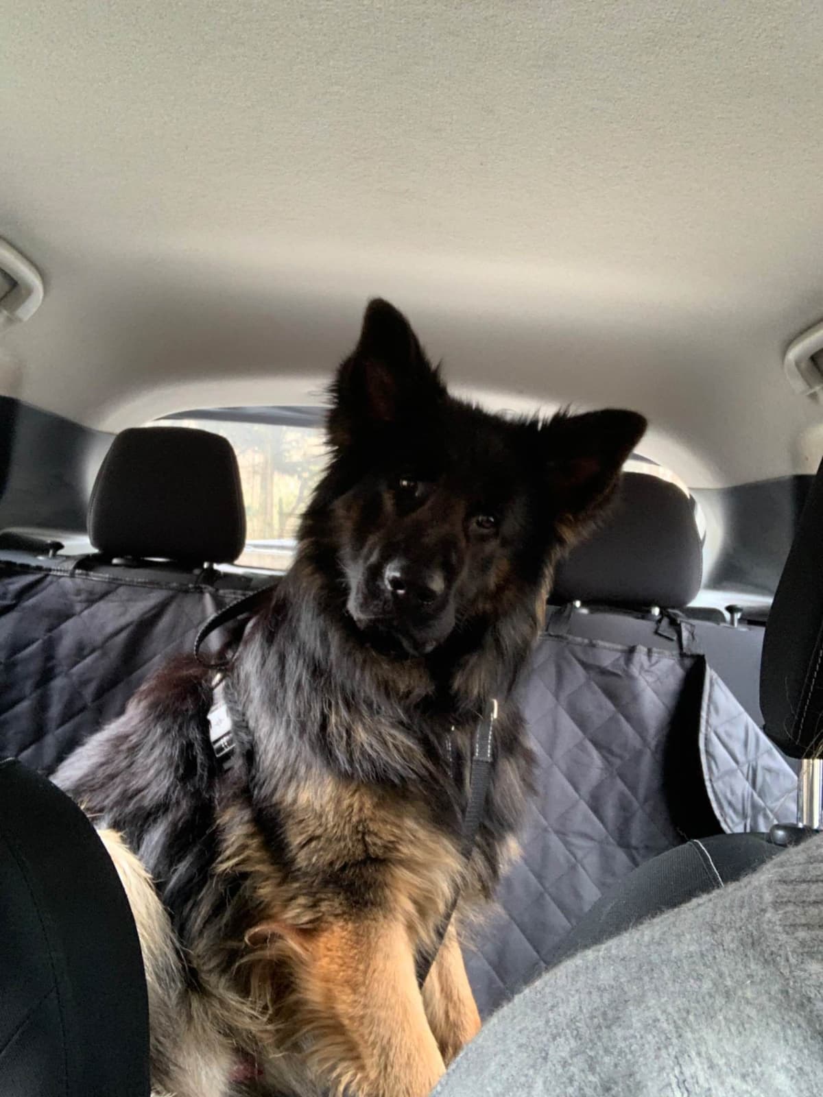 German Shepherd Dog Puppies breeder image 8