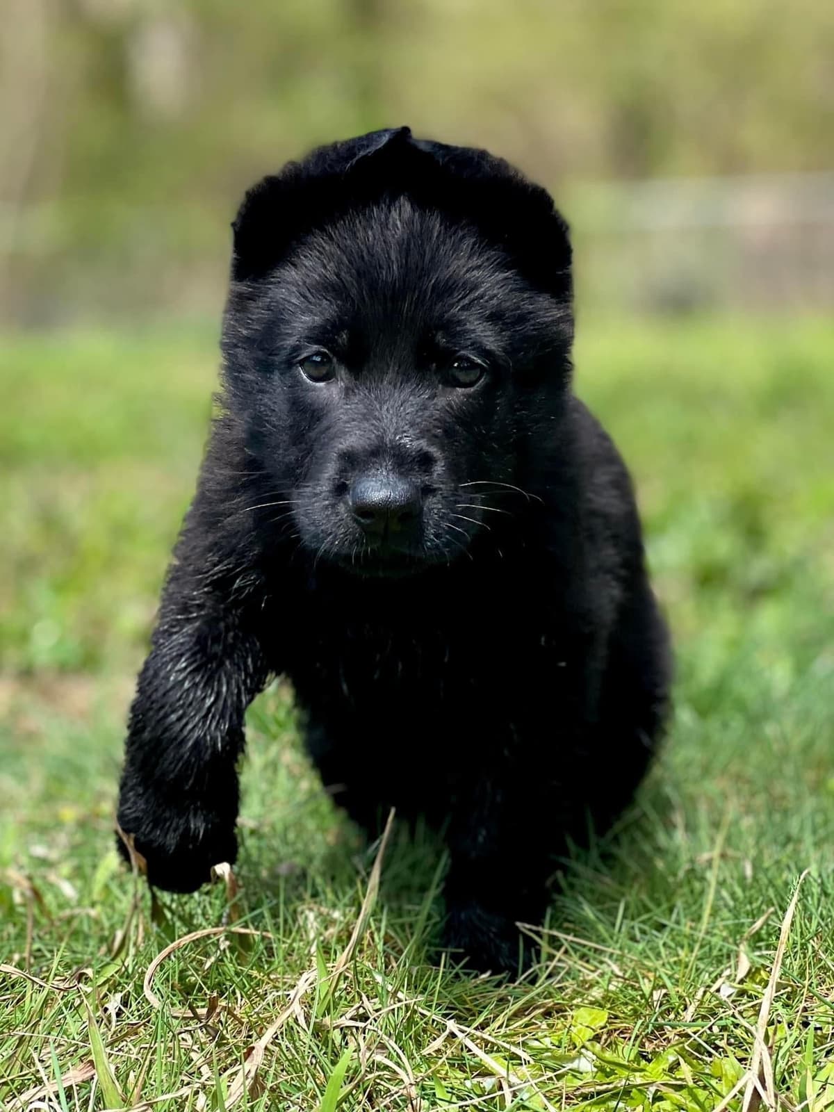 German Shepherd Dog Puppies breeder image 9