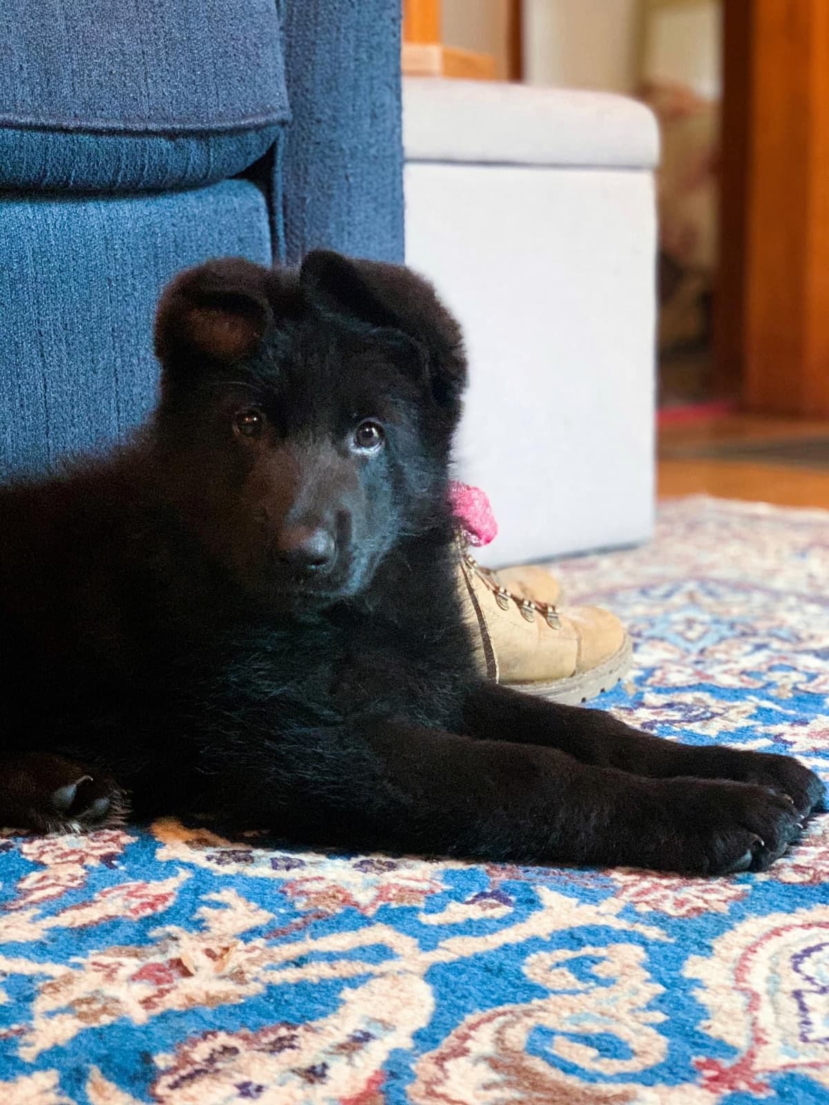 German Shepherd Dog Puppies breeder image 10