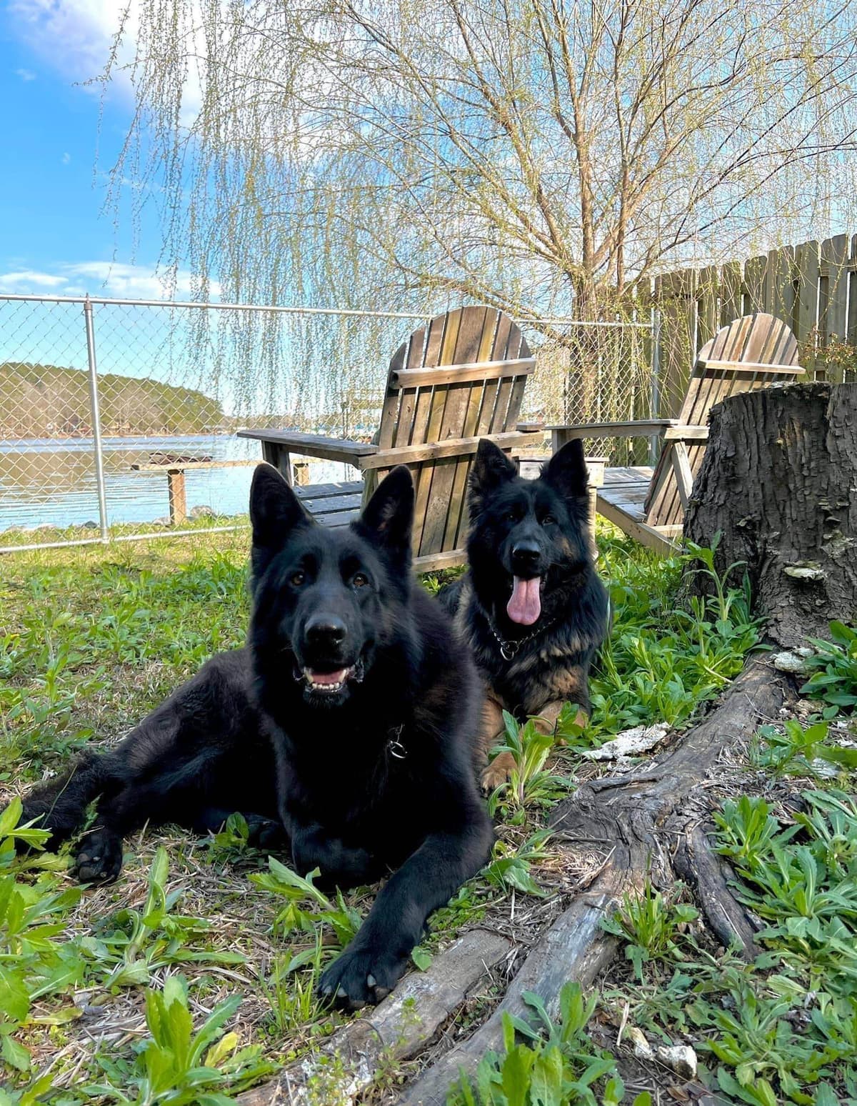German Shepherd Dog Puppies breeder image 11