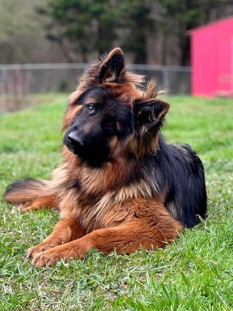 German Shepherd Dog Puppies breeder image 13