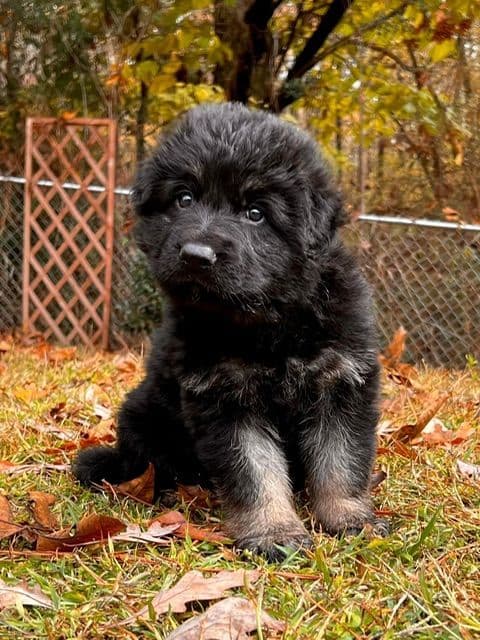 German Shepherd Dog Puppies breeder image 21