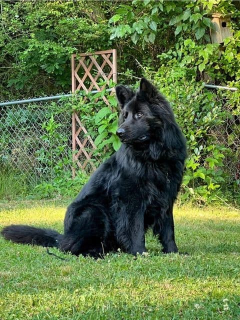 German Shepherd Dog Puppies breeder image 17