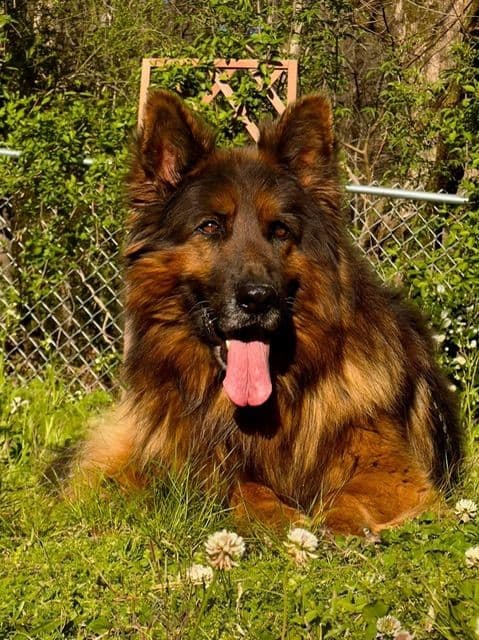 German Shepherd Dog Puppies breeder image 20