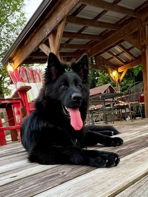 German Shepherd Dog Puppies breeder image 16
