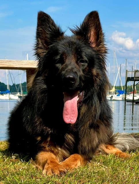 German Shepherd Dog Puppies breeder image 19