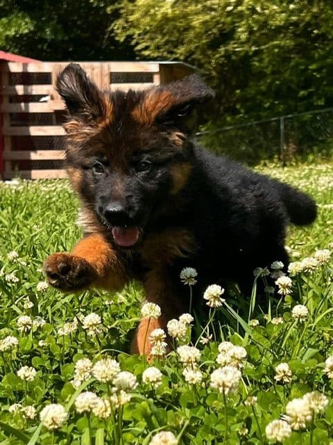 German Shepherd Dog Puppies breeder image 15