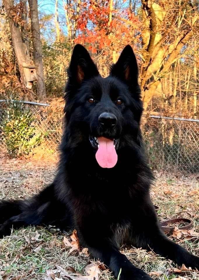 German Shepherd Dog Puppies breeder image 24