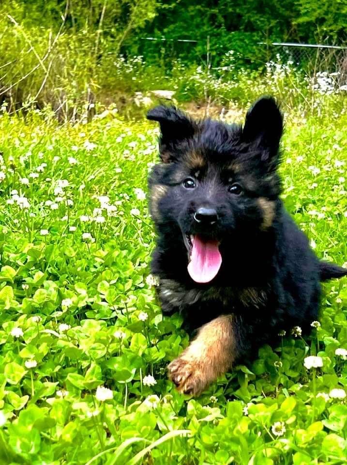 German Shepherd Dog Puppies breeder image 22