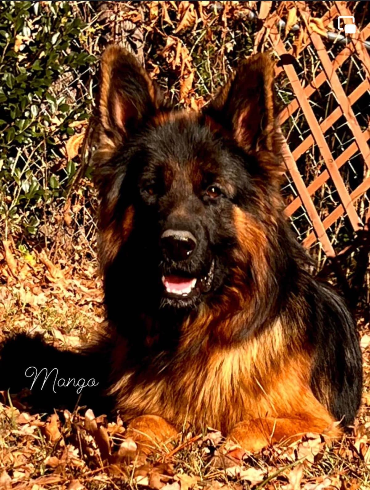 German Shepherd Dog Puppies breeder image 26