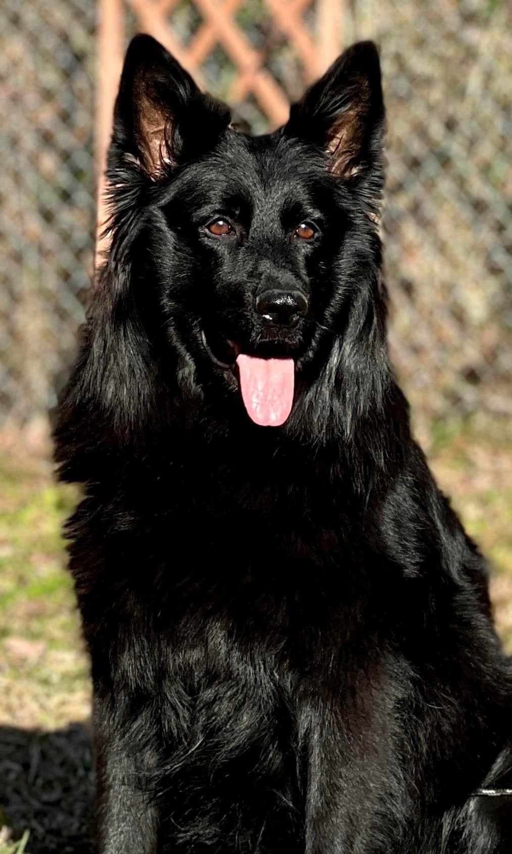 German Shepherd Dog Puppies breeder image 25