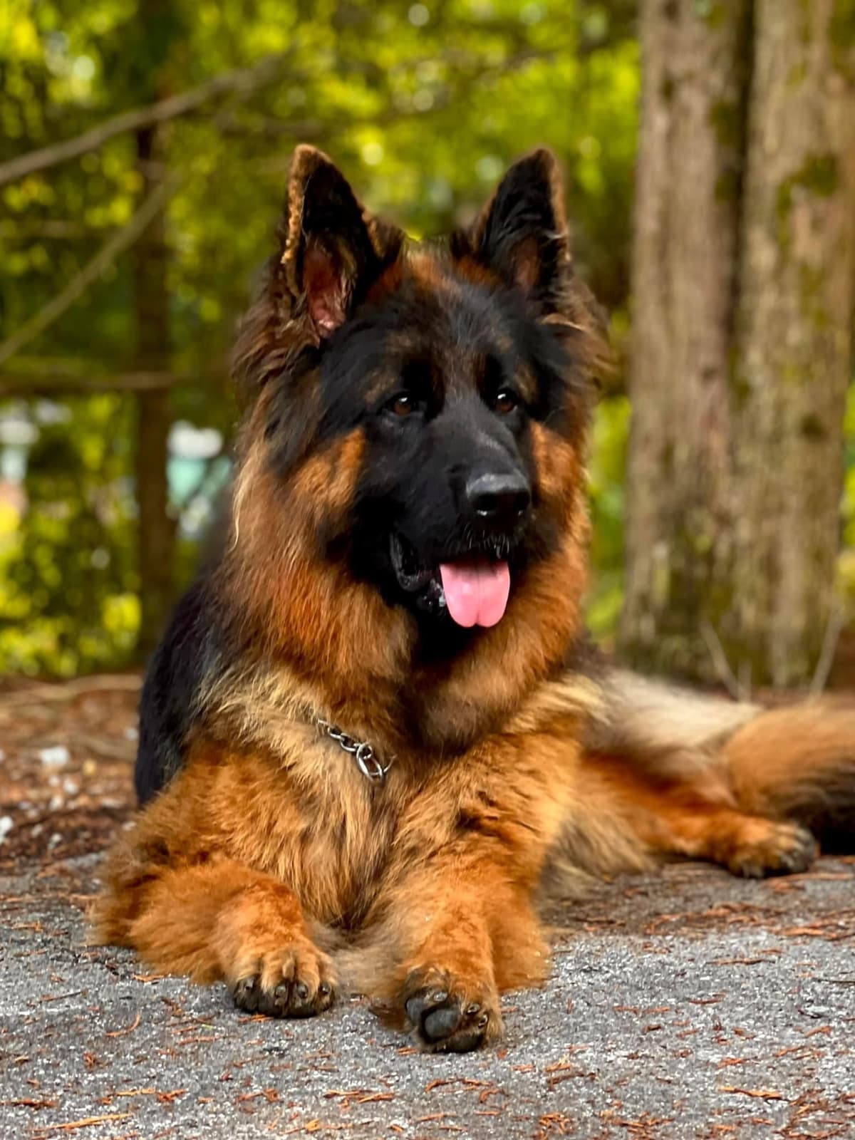 German Shepherd Dog Puppies breeder image 23