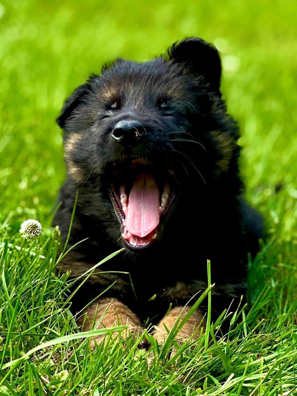 German Shepherd Dog Puppies breeder image 28