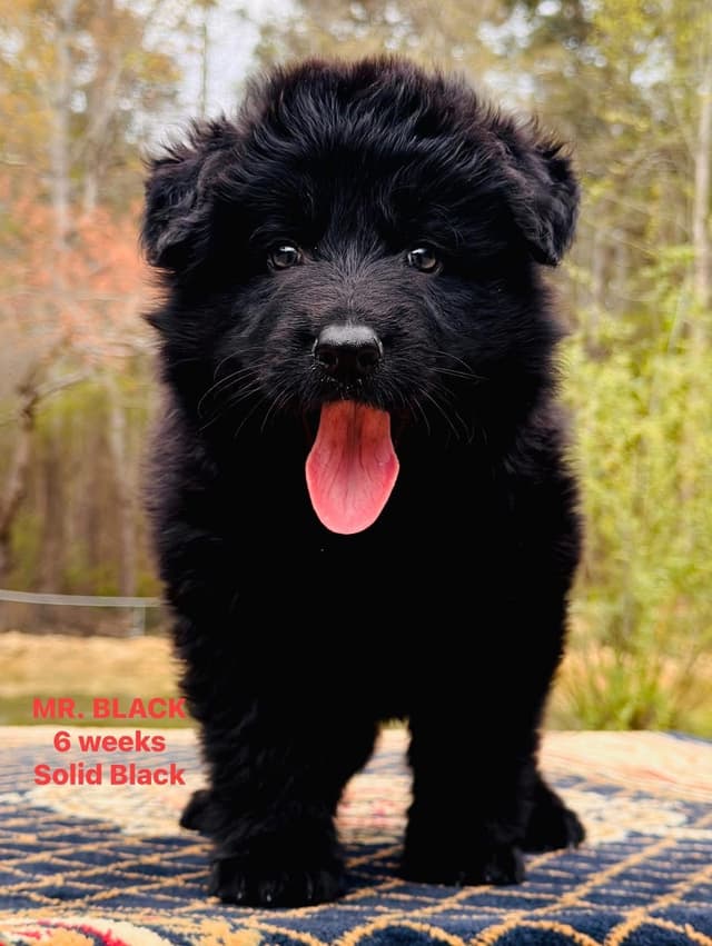 German Shepherd Dog Puppies media 5
