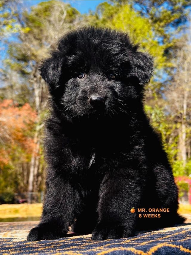 German Shepherd Dog Puppies media 7