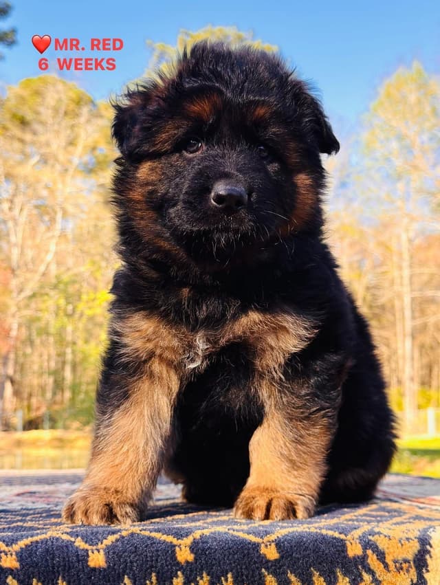 German Shepherd Dog Puppies media 9