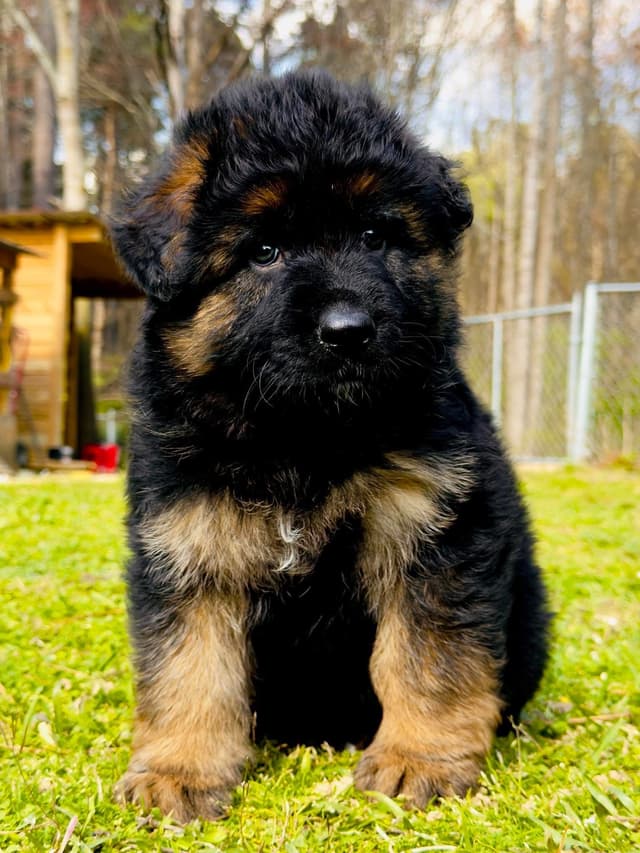 German Shepherd Dog Puppies media 11