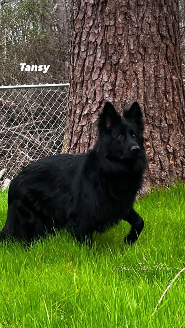 German Shepherd Dog Puppies media 12