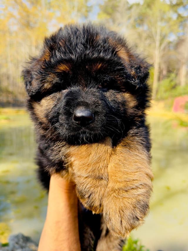 German Shepherd Dog Puppies media 13