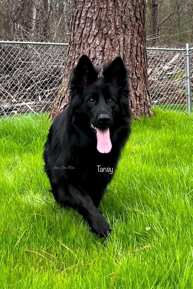 German Shepherd Dog Puppies media 14