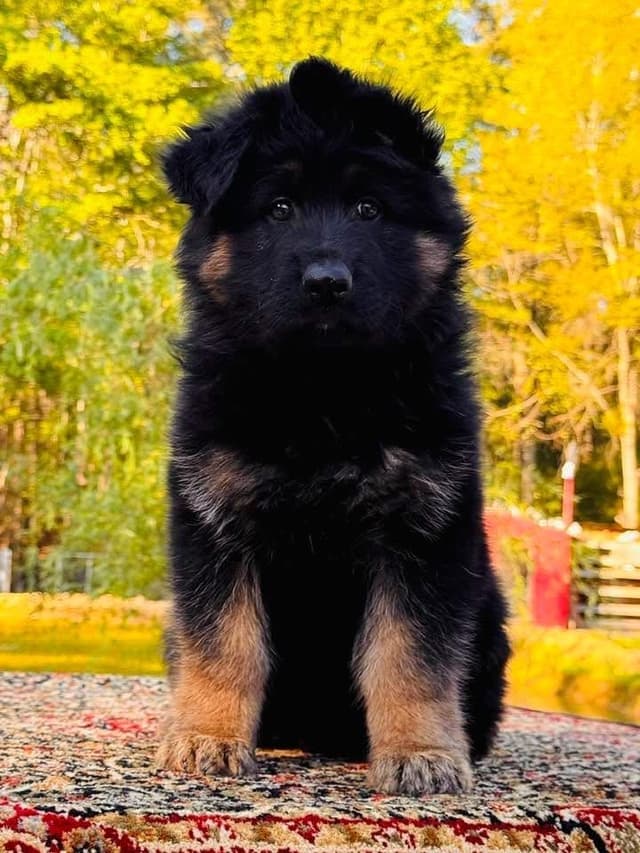 German Shepherd Dog Puppies media 15