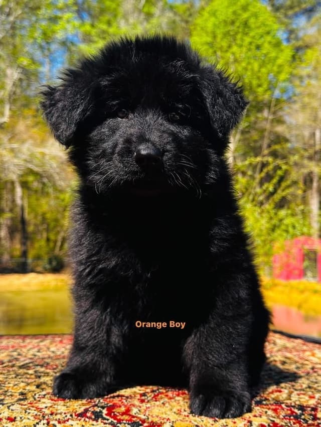 German Shepherd Dog Puppies media 16