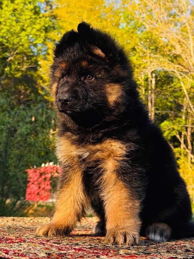 German Shepherd Dog Puppies media 17