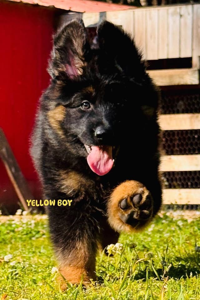 German Shepherd Dog Puppies media 18