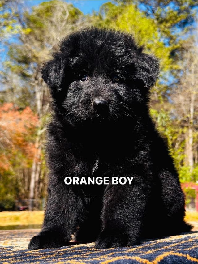 German Shepherd Dog Puppies media 19