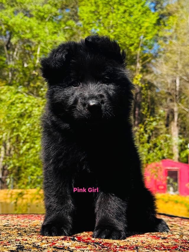 German Shepherd Dog Puppies media 20