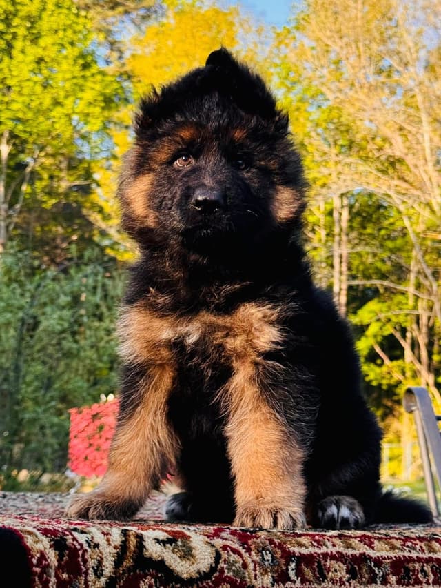 German Shepherd Dog Puppies media 21