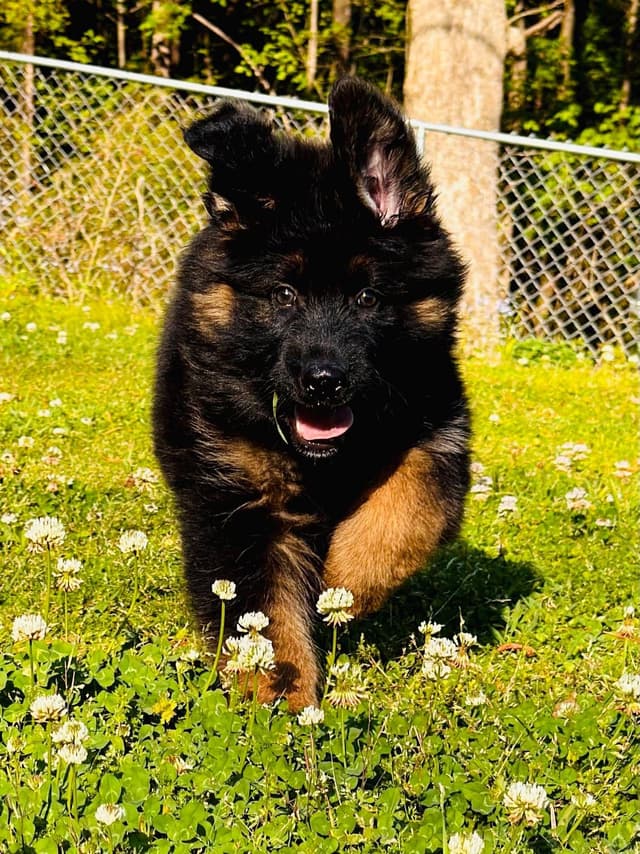 German Shepherd Dog Puppies media 22
