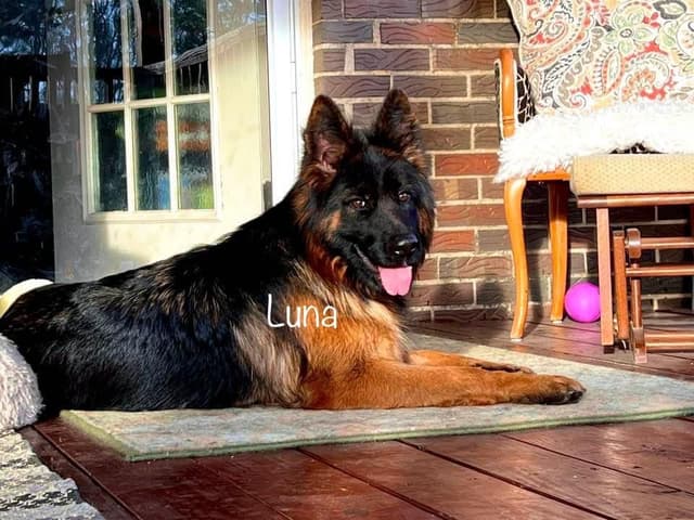 German Shepherd Dog Puppies media 6
