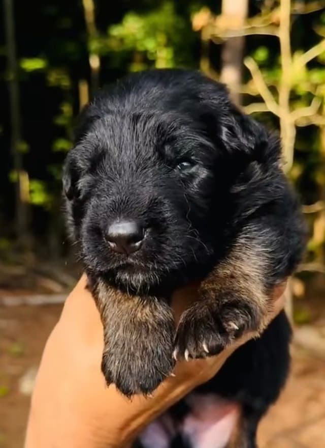 German Shepherd Dog Puppies media 2