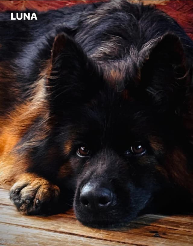 German Shepherd Dog Puppies media 7