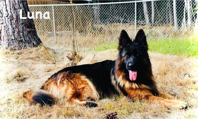 German Shepherd Dog Puppies media 5