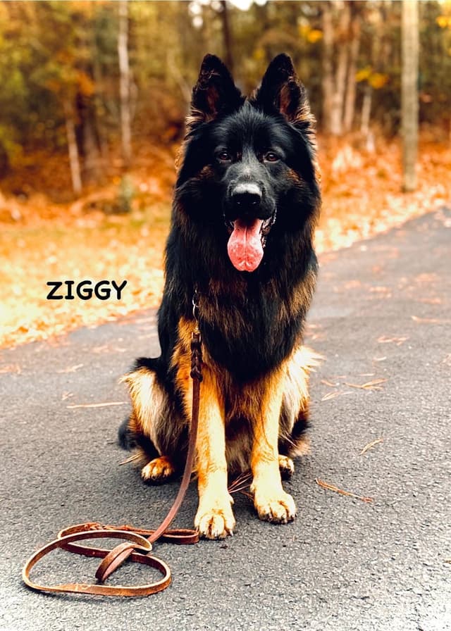 German Shepherd Dog Puppies media 4