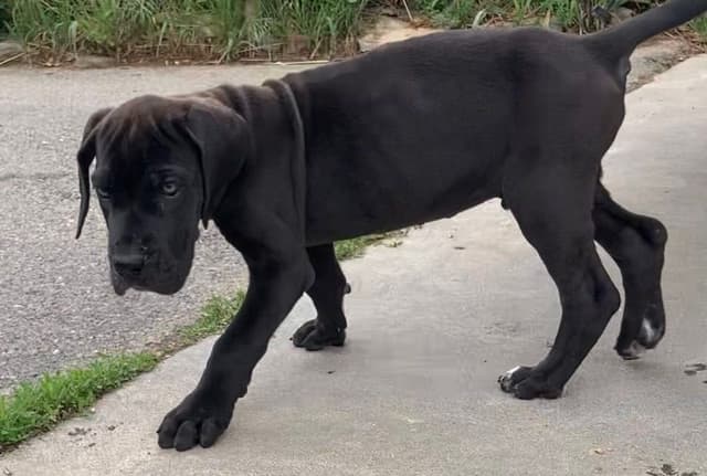 Great Dane Puppies media 2