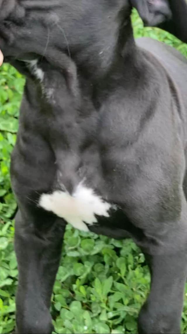 Great Dane Puppies media 3