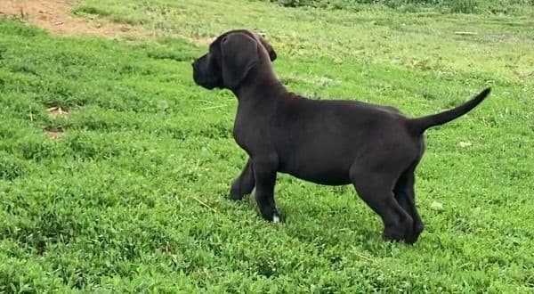 Great Dane Puppies media 4